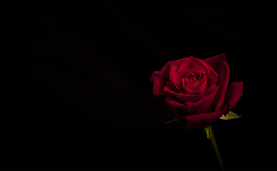 「2018-09-22」It is the time you have wasted for your rose that makes your rose so important.美图壁纸