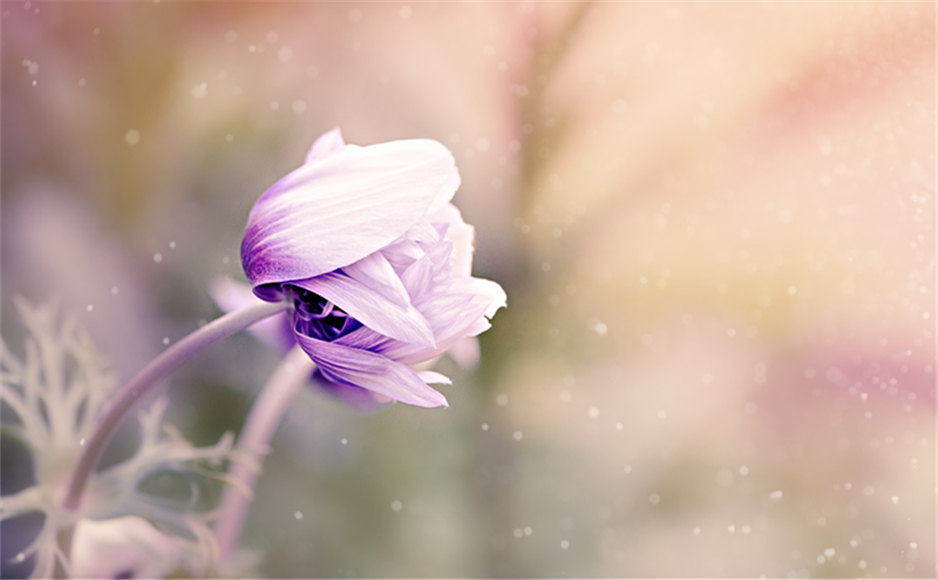 「2019-04-02」If you wish to succeed, you should use persistence as your good friend, experience as your reference, prudence as your brother and hope as your sentry.美图壁纸