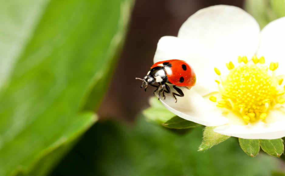 「2019-05-03」The older I grow the more I distrust the familiar doctrine that age brings wisdom.美图壁纸