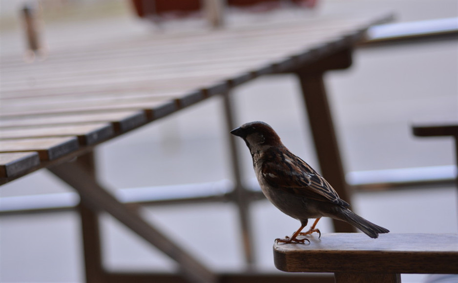 「2019-08-11」The instinct of a man is to pursue everything that flies from him, and to fly from all that pursue him.美图壁纸